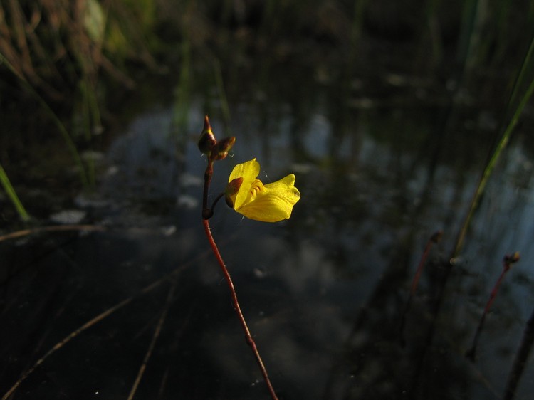 Utricularia ochroleuca
