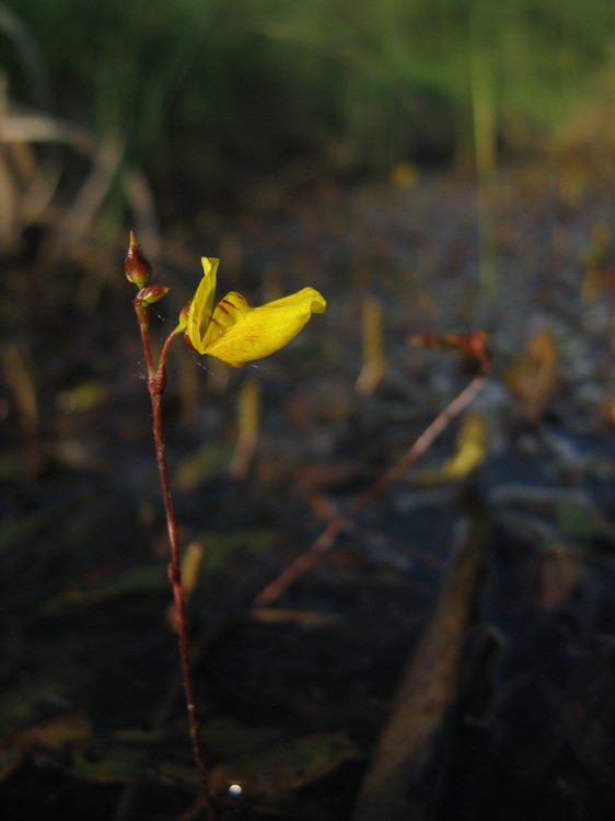 Utricularia ochroleuca
