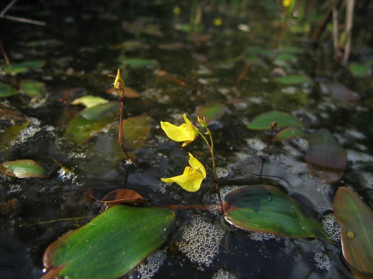 Utricularia ochroleuca