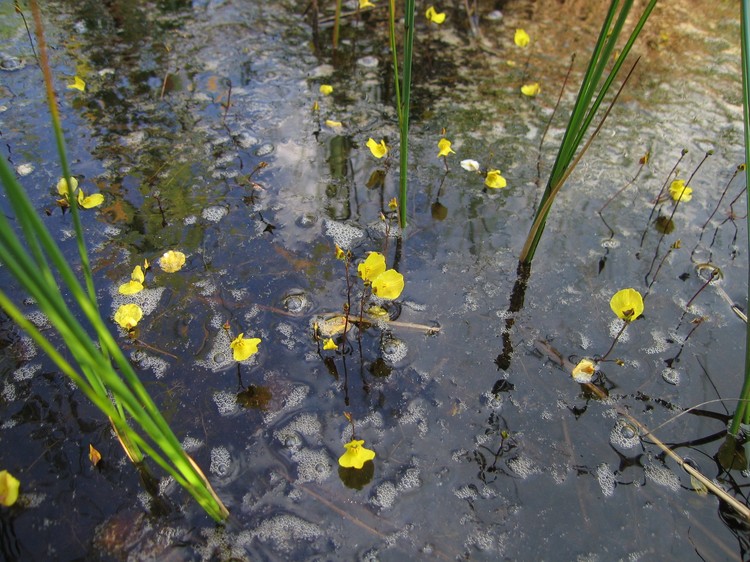 Utricularia ochroleuca