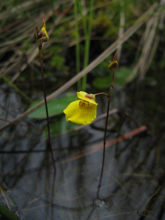 Utricularia ochroleuca