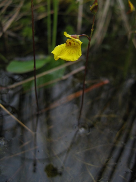 Utricularia ochroleuca