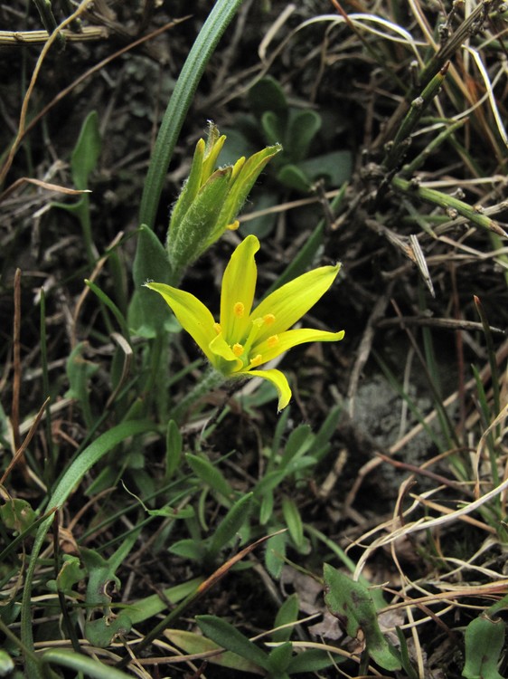 Gagea granatelli