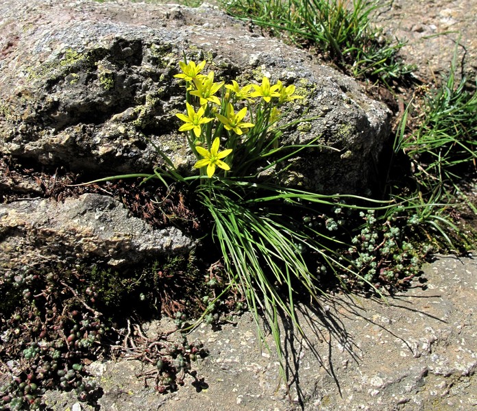 Gagea soleirolii