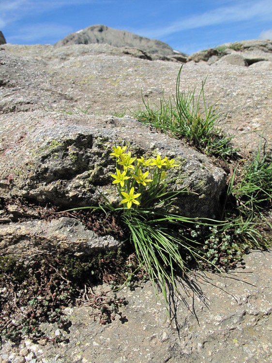 Gagea soleirolii