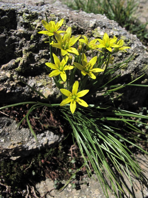 Gagea soleirolii