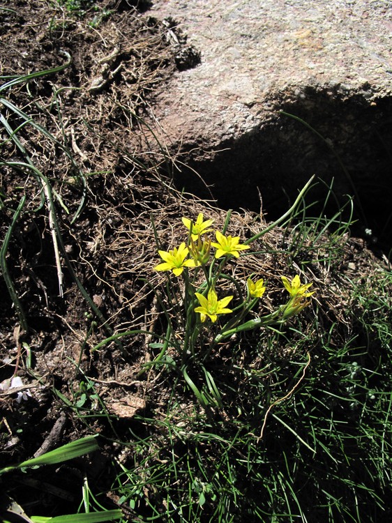 Gagea soleirolii