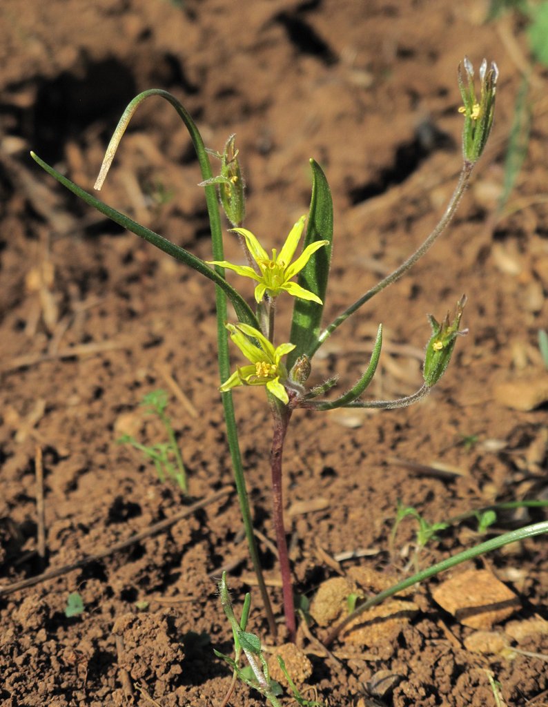 Gagea villosa