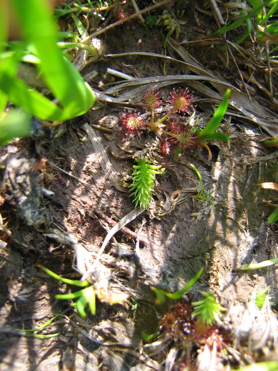 Lycopodiella inundata