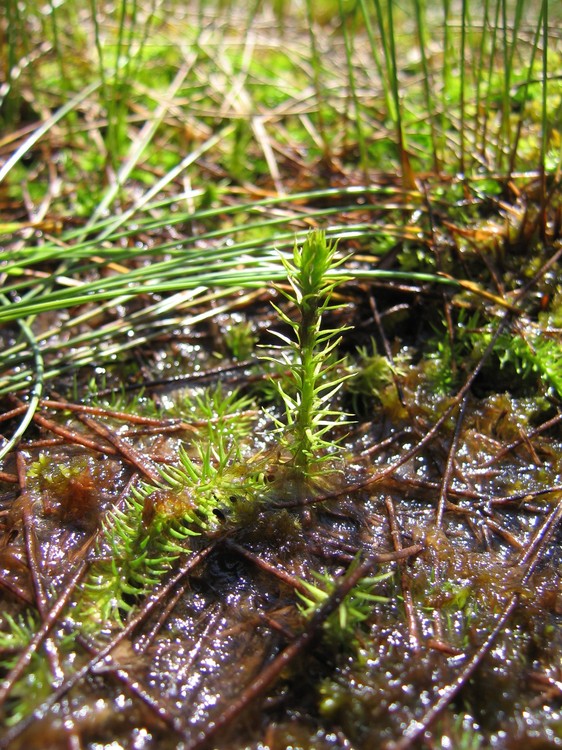 Lycopodiella inundata