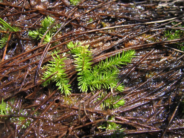 Lycopodiella inundata