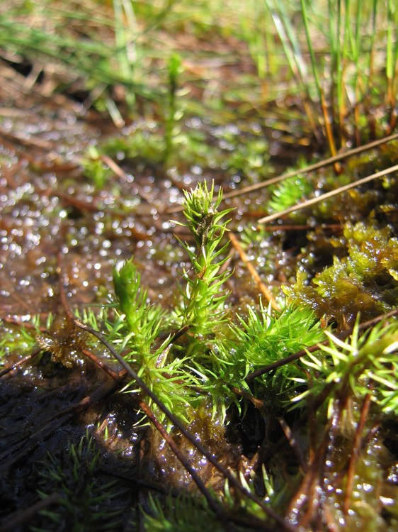 Lycopodiella inundata