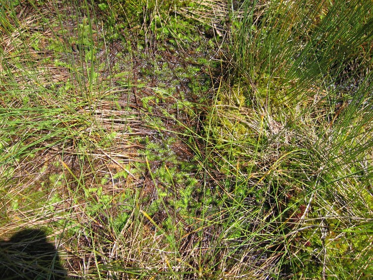 Lycopodiella inundata