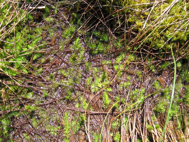 Lycopodiella inundata
