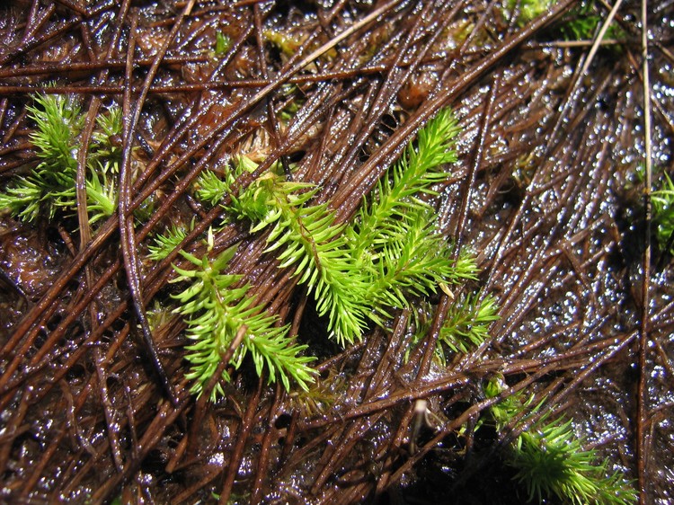 Lycopodiella inundata