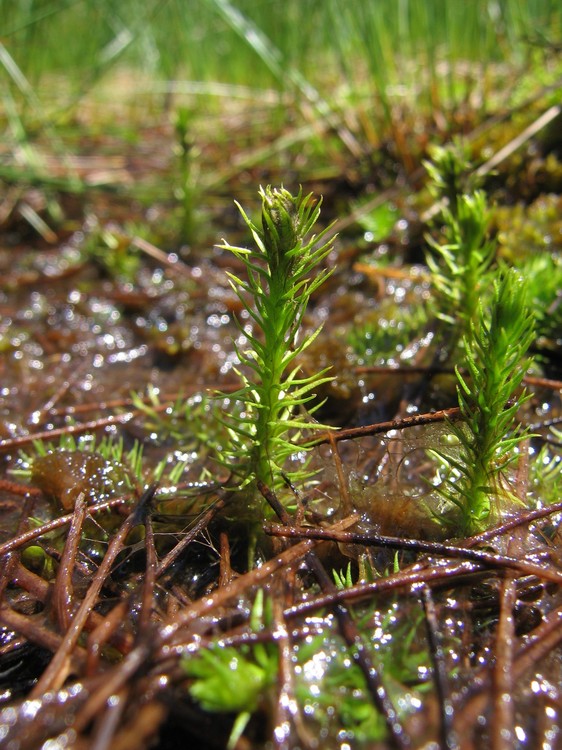 Lycopodiella inundata