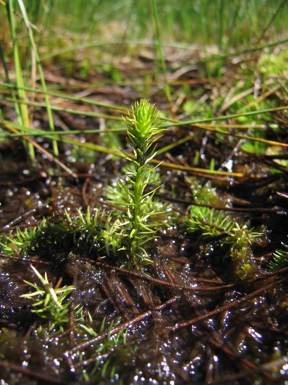 Lycopodiella inundata