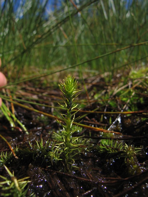 Lycopodiella inundata