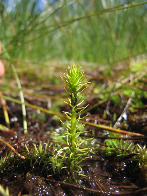 Lycopodiella inundata