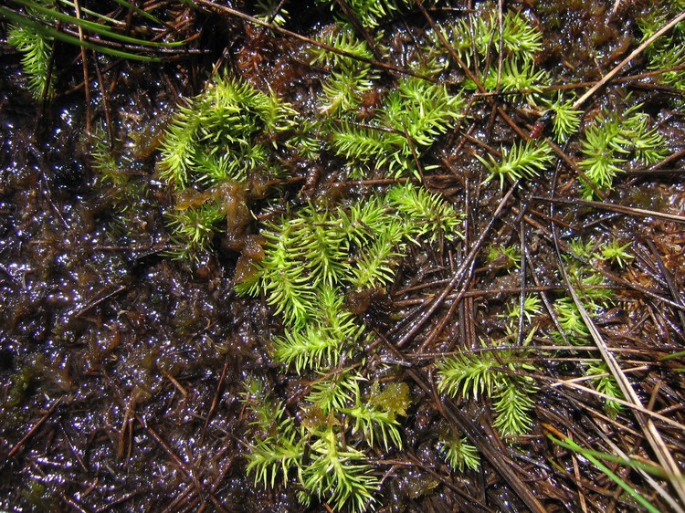 Lycopodiella inundata
