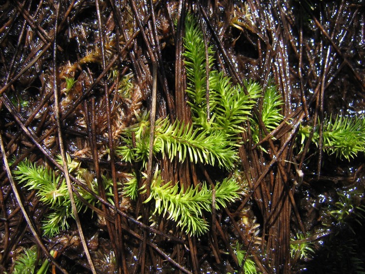 Lycopodiella inundata