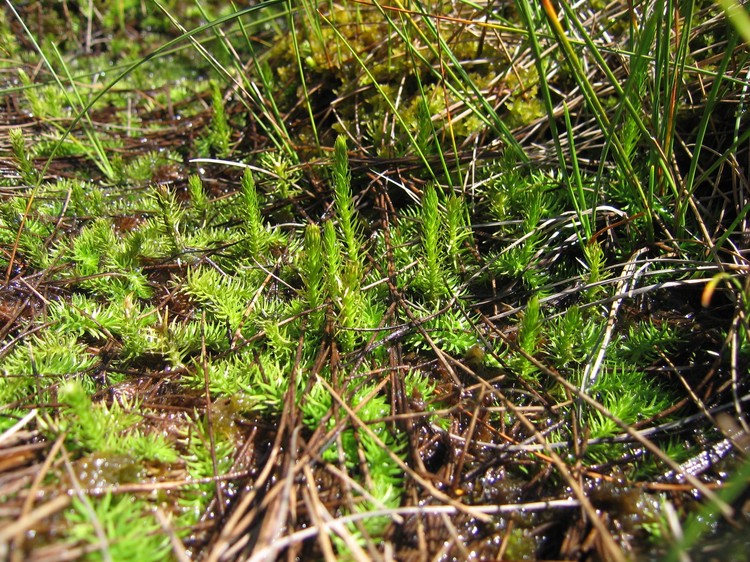 Lycopodiella inundata