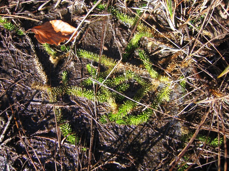 Lycopodiella inundata