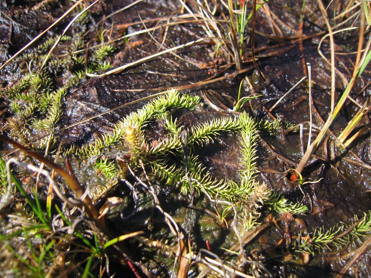 Lycopodiella inundata
