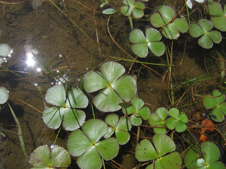 Marsilea quadrifolia