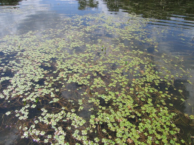 Marsilea quadrifolia