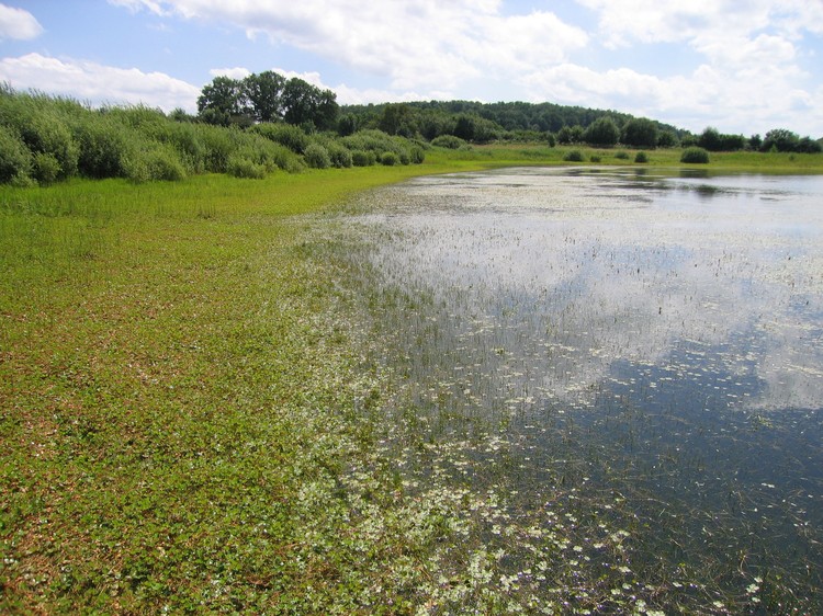 Marsilea quadrifolia