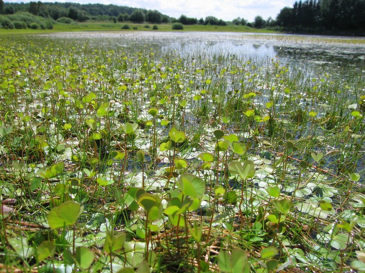 Marsilea quadrifolia