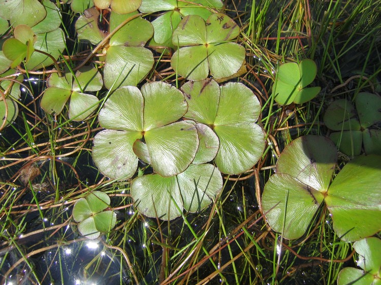 Marsilea quadrifolia