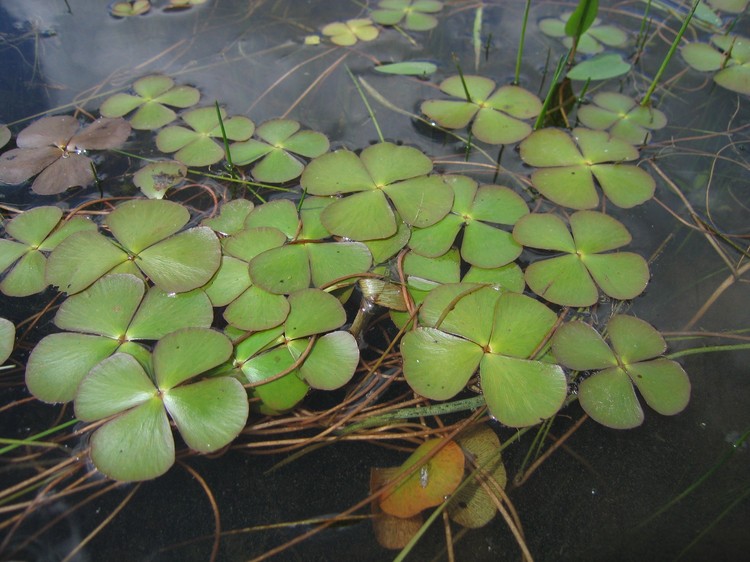 Marsilea quadrifolia