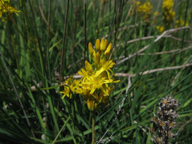 Narthecium ossifragum