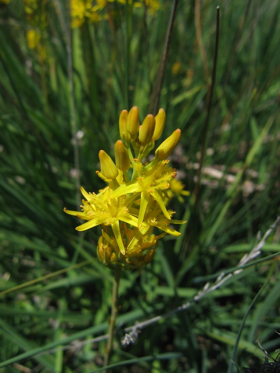 Narthecium ossifragum