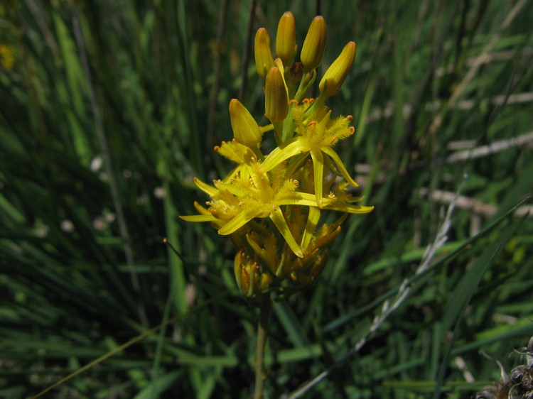 Narthecium ossifragum