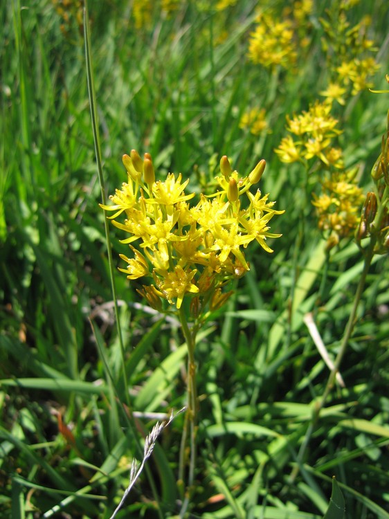 Narthecium ossifragum