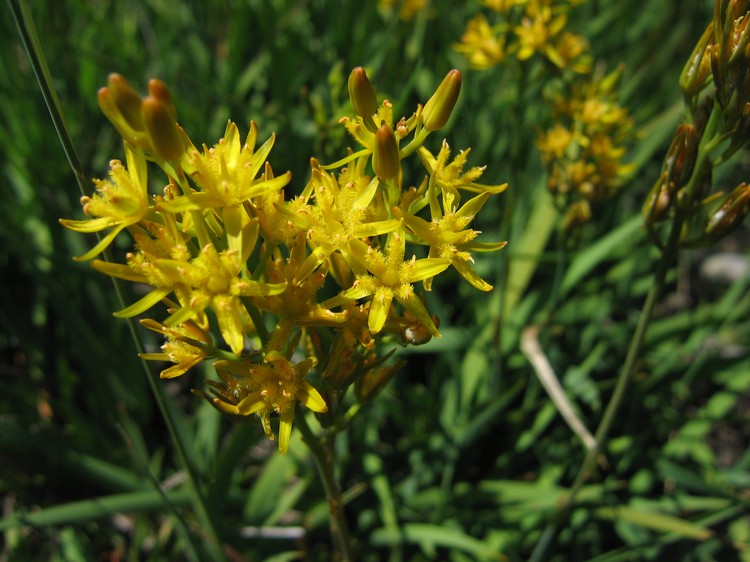 Narthecium ossifragum