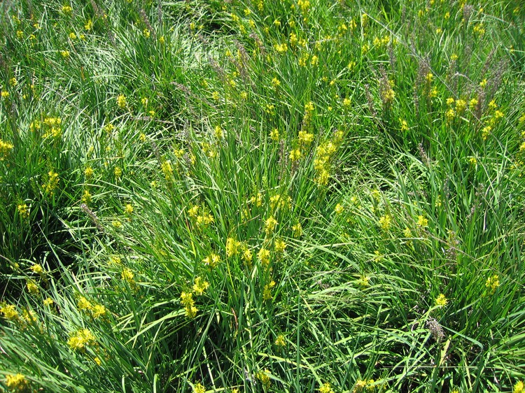 Narthecium ossifragum