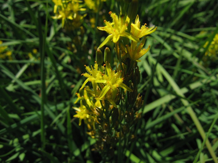Narthecium ossifragum
