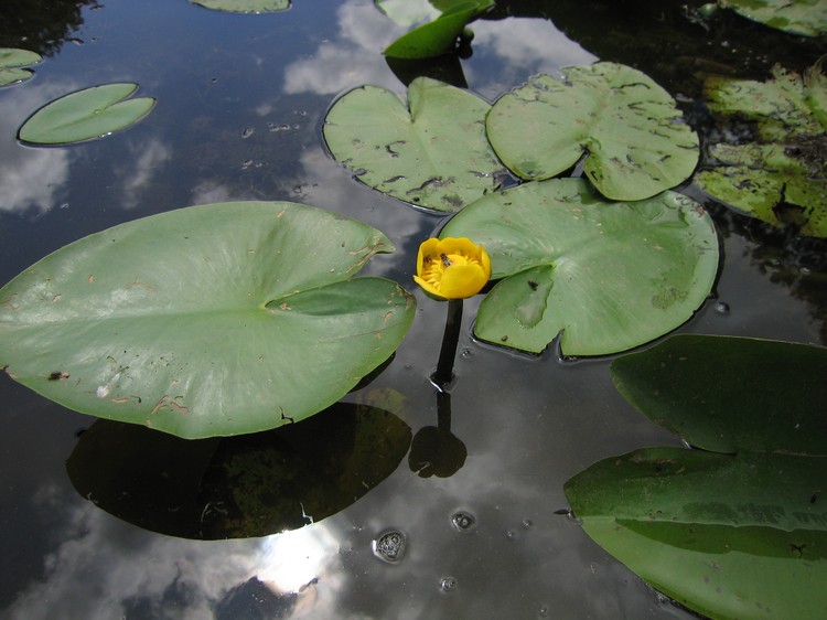 Nuphar lutea