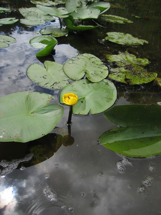 Nuphar lutea