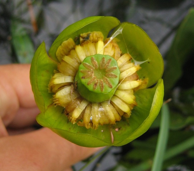 Nuphar lutea