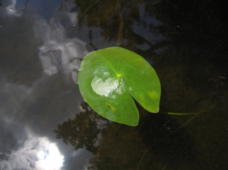 Nuphar pumila