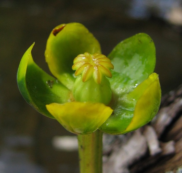 Nuphar pumila