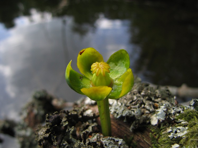 Nuphar pumila