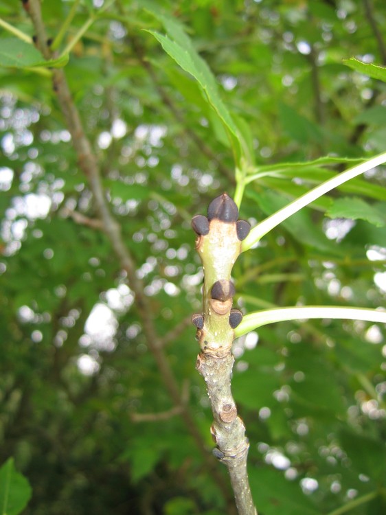 Fraxinus excelsior