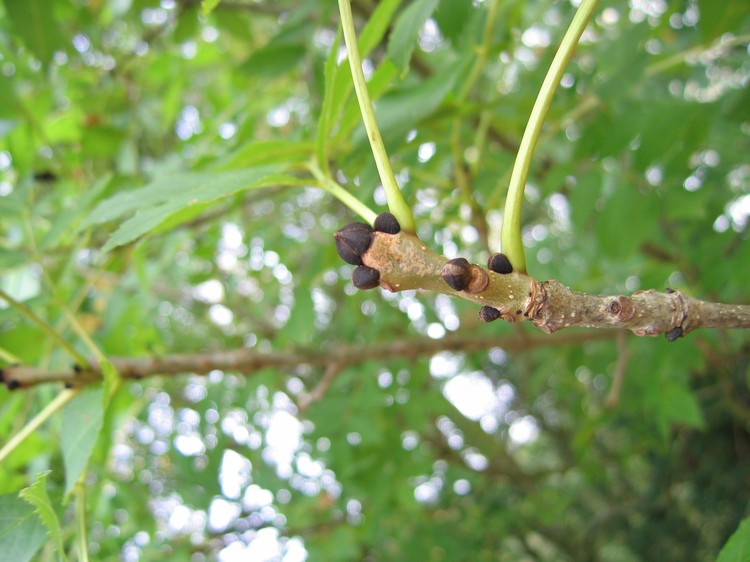 Fraxinus excelsior