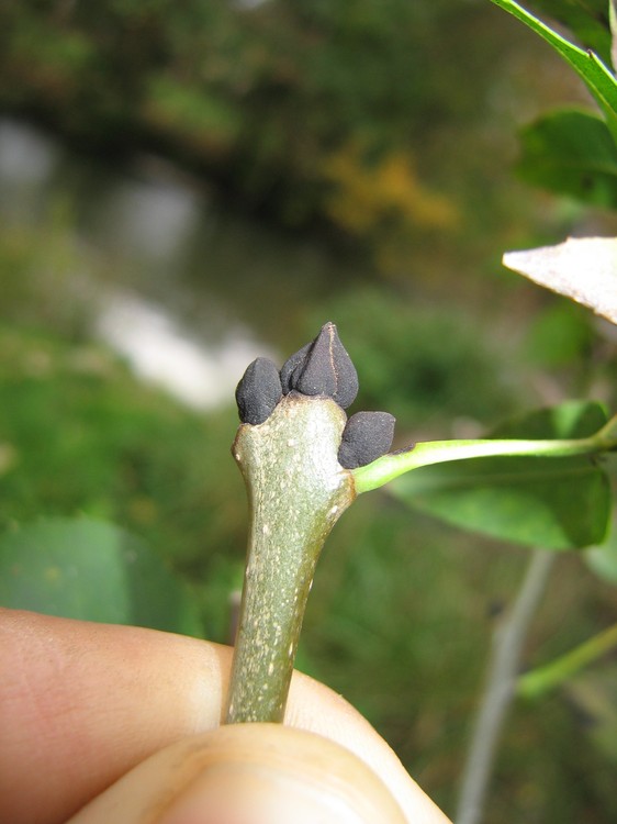Fraxinus excelsior